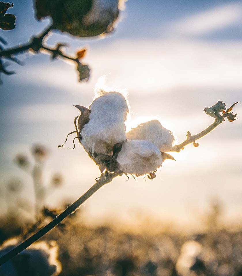 Cotton