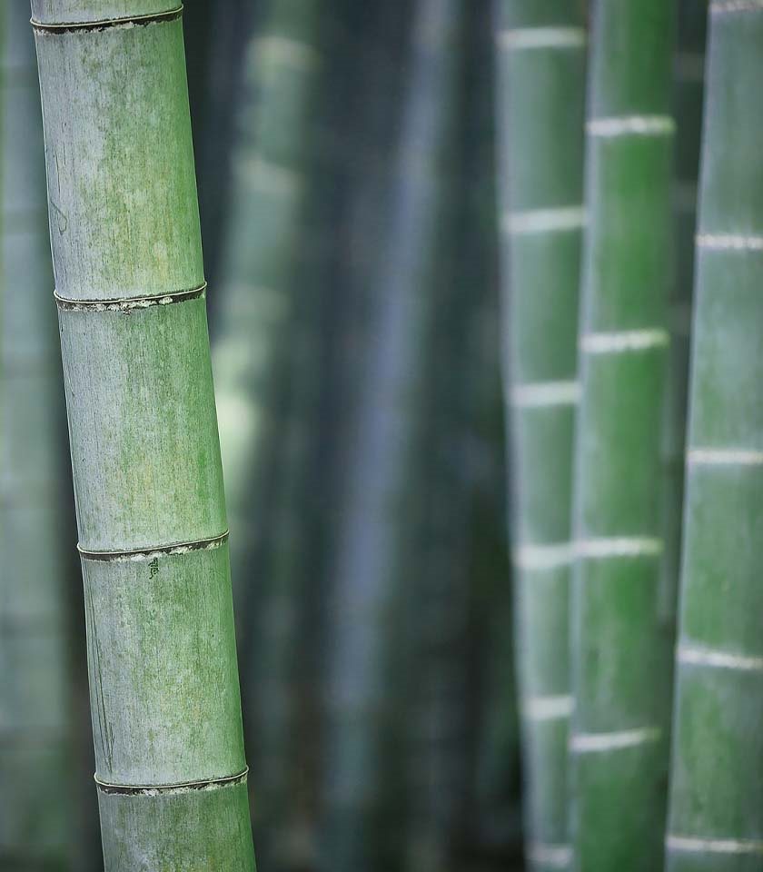 Bamboo